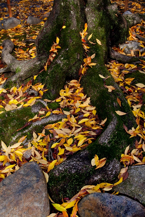 Sembon ShakadoTemple Roots 11-2457.jpg